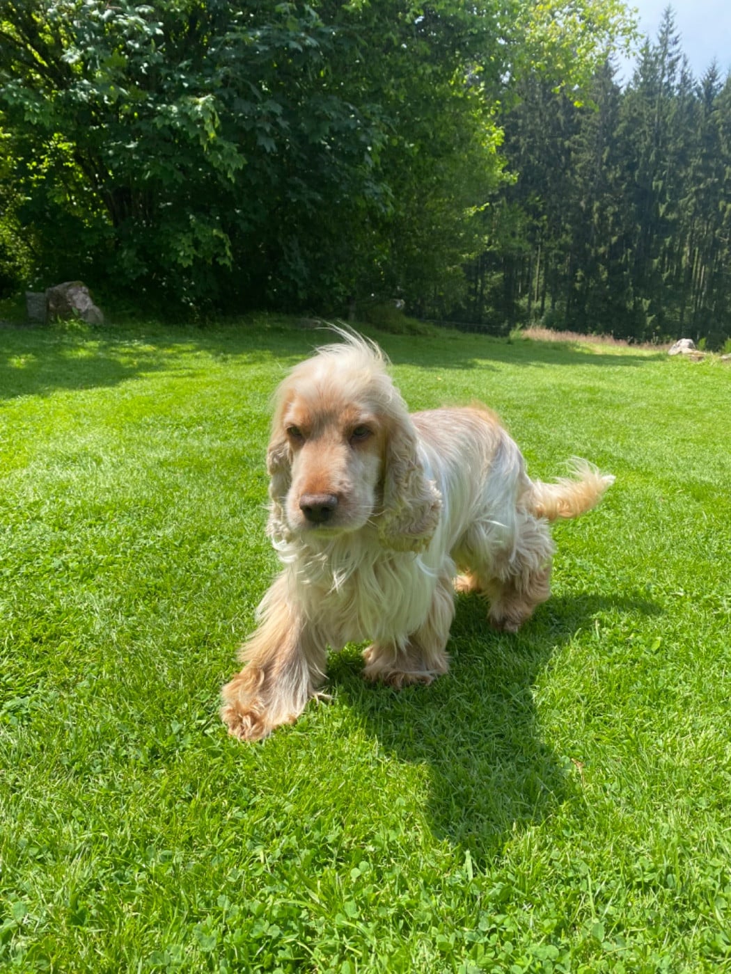 Les Cocker Spaniel Anglais de l'affixe   Kevin Francis