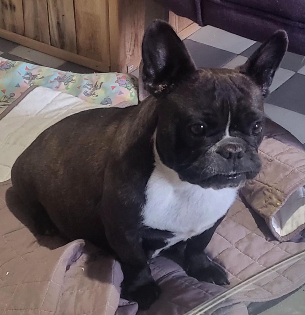 Les Bouledogue français de l'affixe   Smail Mokhtari