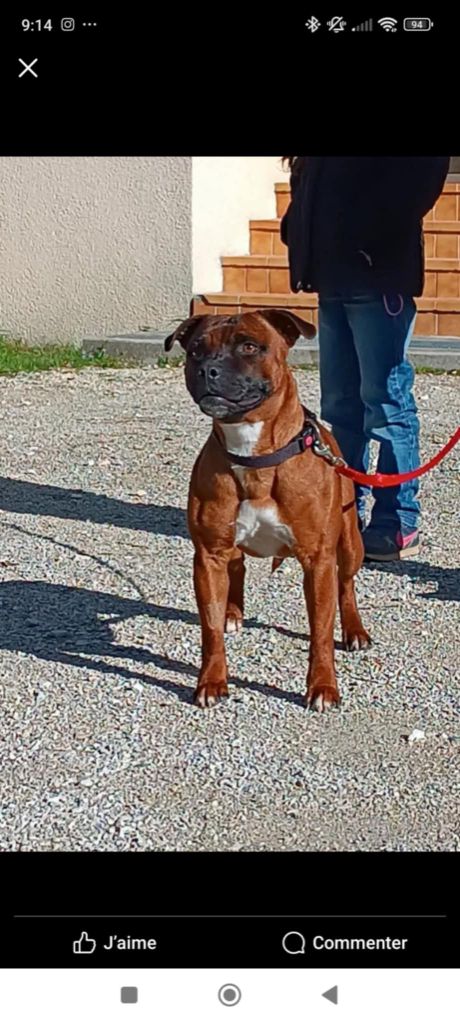 Les American Staffordshire Terrier de l'affixe   Des Poilus Du Montana’s