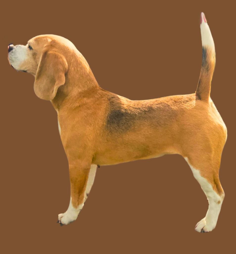Les Beagle de l'affixe   Of Sweet Woodruff