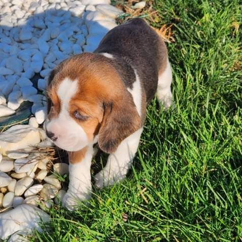Les Beagle de l'affixe   Des Petits Zamours