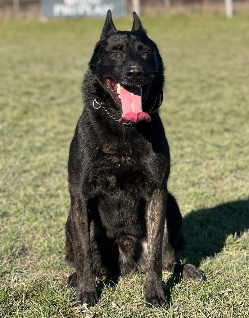 Les Berger hollandais de l'affixe   Des Quatre Griffes Noires