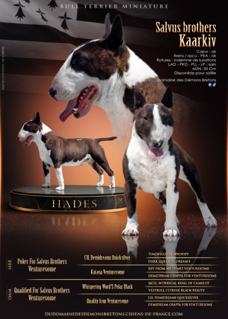 Les Bull Terrier Miniature de l'affixe   Du Domaine Des Démons Bretons