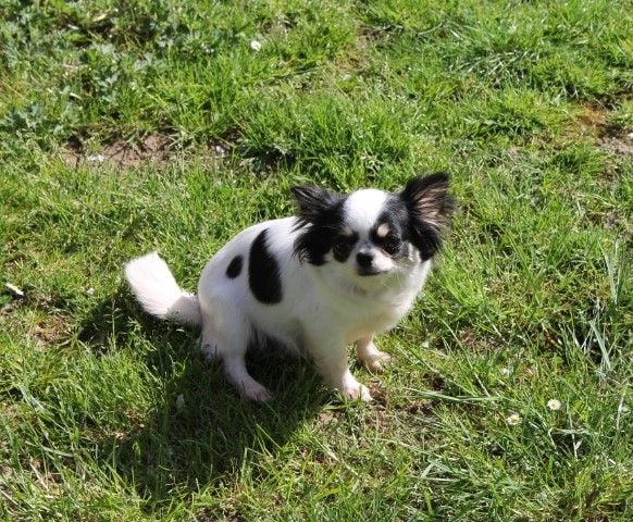 Les Chihuahua de l'affixe   Des Joyaux De La Sambre