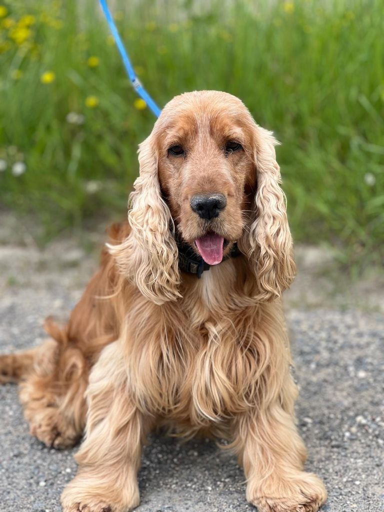 Les Cocker Spaniel Anglais de l'affixe   Du Royaume Des Quatre Pattes