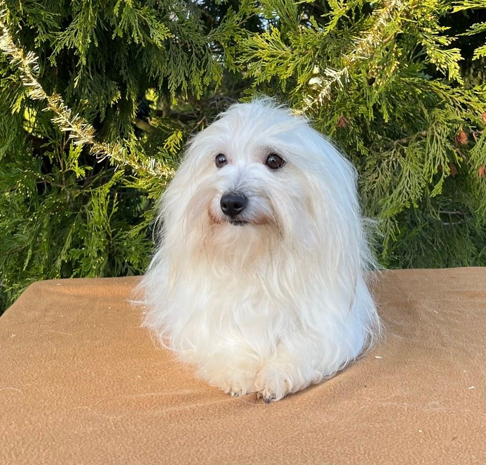 Les Coton de Tulear de l'affixe   Des Sentiers du Perche