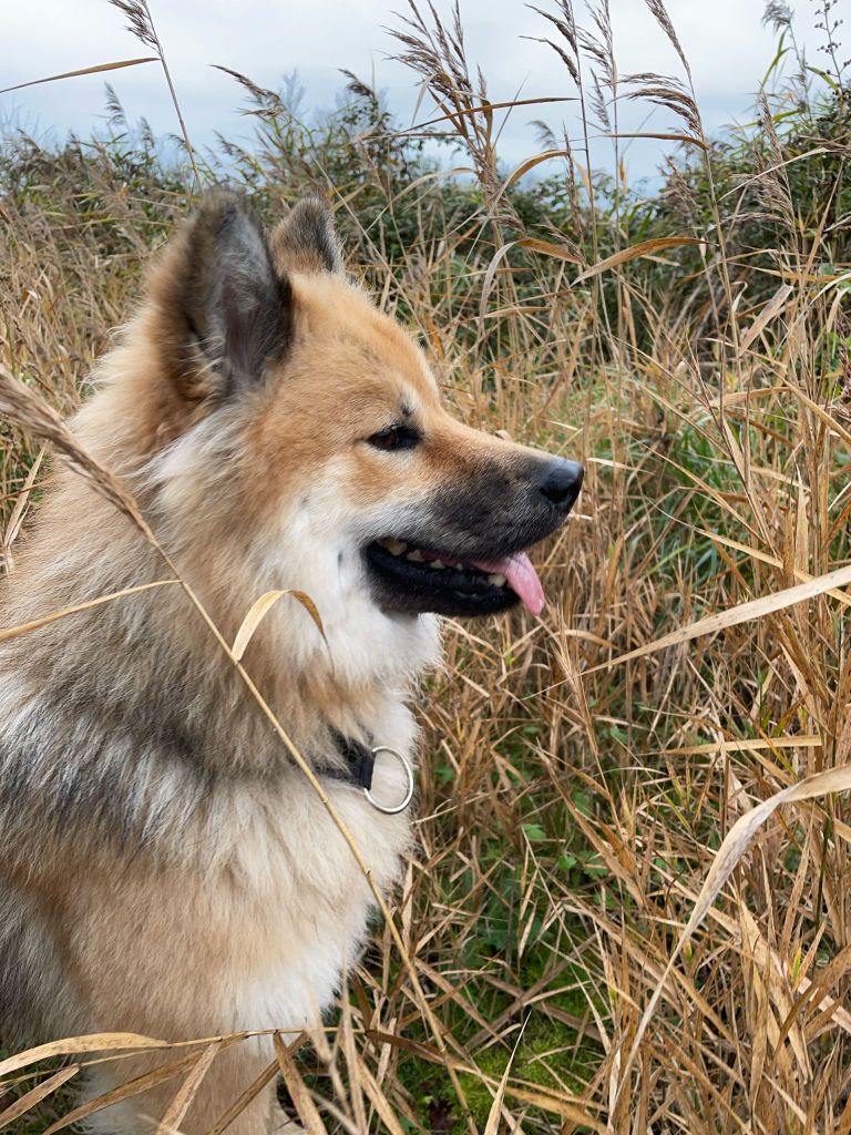 Les Eurasier de l'affixe   Du Joli Lieu