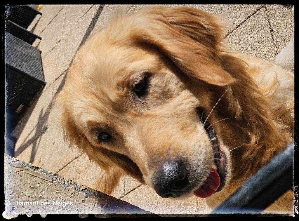 Les Golden Retriever de l'affixe   Du Diamant Des Neiges