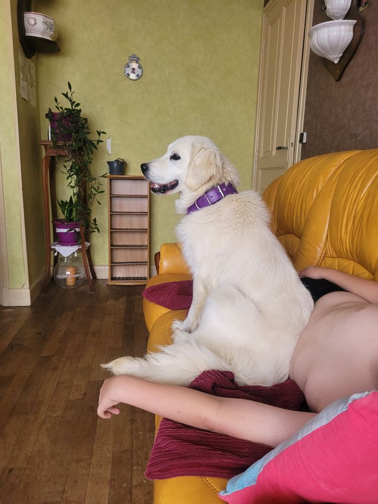 Les Golden Retriever de l'affixe   Des Petits Zamours