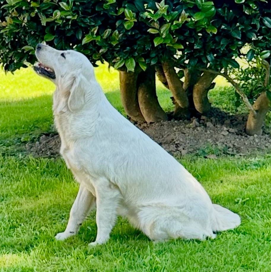 Les Golden Retriever de l'affixe   Angelina Legros