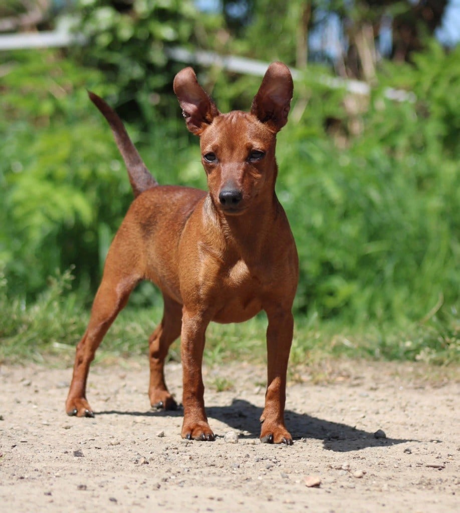 Les Pinscher nain de l'affixe   De La Plaine Bretonne