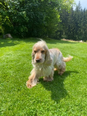 Étalon Cocker Spaniel Anglais - Piper of Mayajoe's Dreams