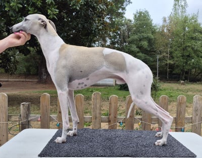 Étalon Whippet - Austin z De Lev'horse
