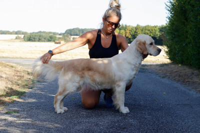Étalon Golden Retriever - Victoria secret Del Diamante Azul