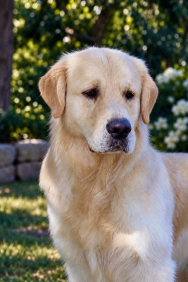 Étalon Golden Retriever - Versace show time Del Diamante Azul