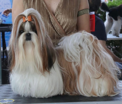 Étalon Shih Tzu - golden fish Venezia