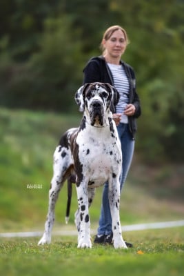 Étalon Dogue allemand - CH. Uderzo du domaine du rupt de mad
