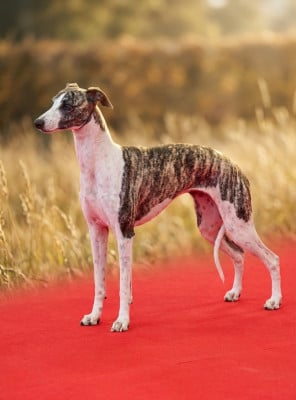 Étalon Whippet - CH. Taïga via croquet the New Life Des Collines Noires