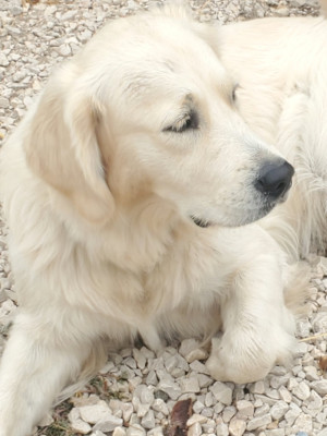 Étalon Golden Retriever - Aby De Sweety Fox