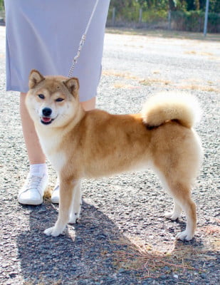 image de Uchuu seiun