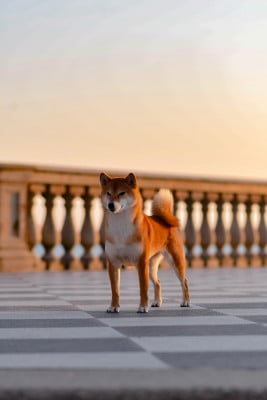 Étalon Shiba - CH. berkana pride Rika