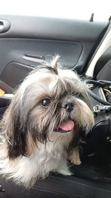 Étalon Shih Tzu - Una de la maison de ryez