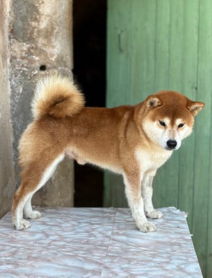 Étalon Shiba - Junken no tanjirou go kyuushuu junkenkai