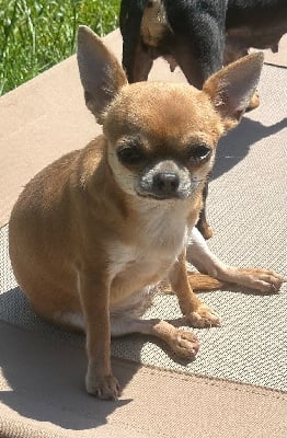 Étalon Chihuahua - Vaina pepo Des Dunes De Keremma