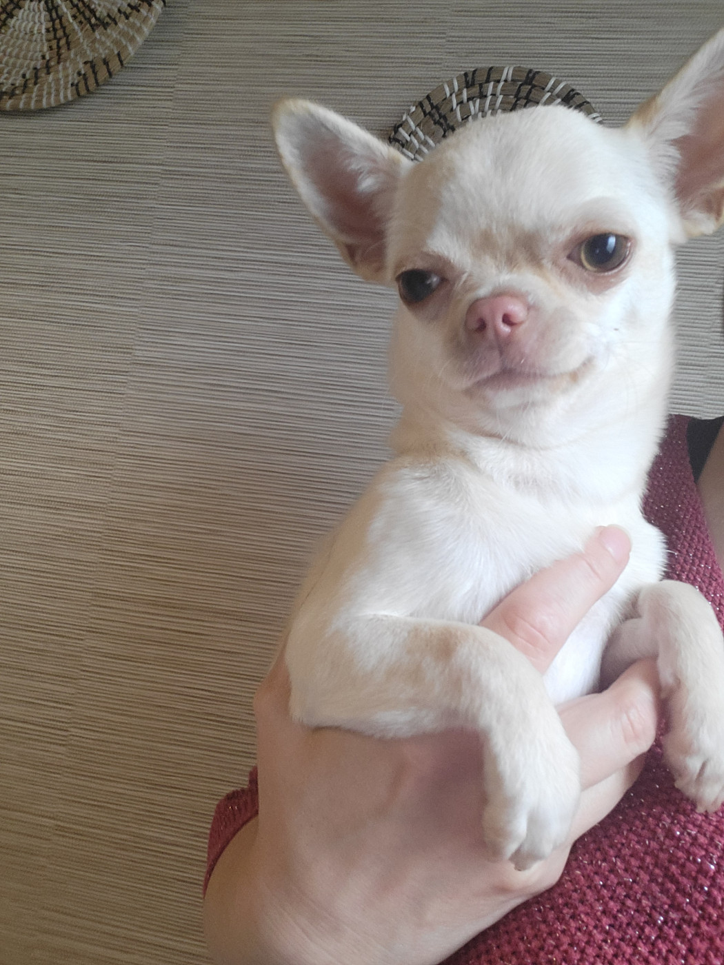 Du Chêne Brisé Arya