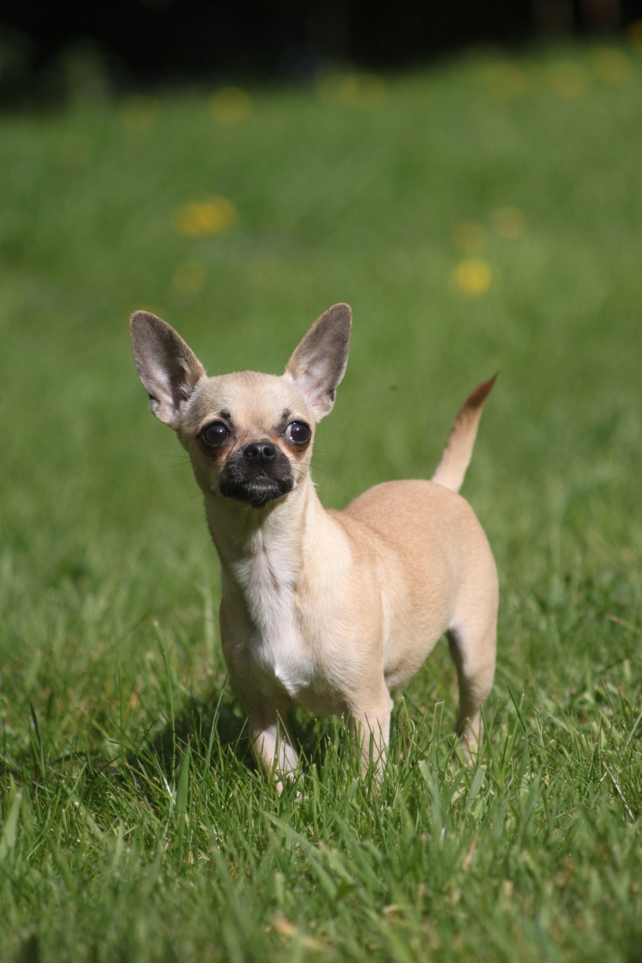 Les Chihuahua de l'affixe   De La Vallée Des Aussies