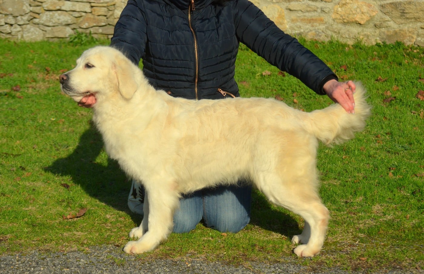 Les Golden Retriever de l'affixe   de la Féerie de l'Hermine