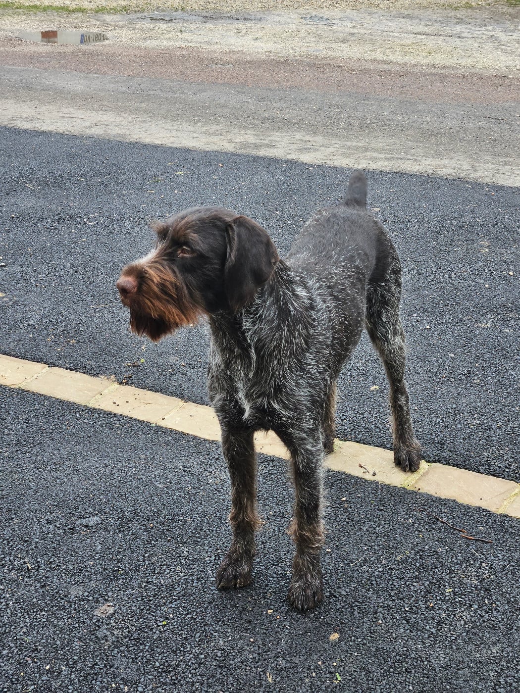 Les Chien d'arrêt allemand à poil dur de l'affixe   Du Val D'Heuilley