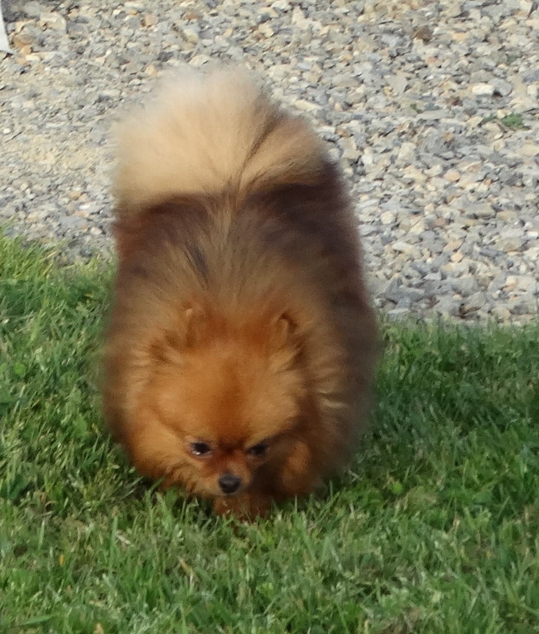 Les Spitz allemand de l'affixe   Des Jardins De Titan