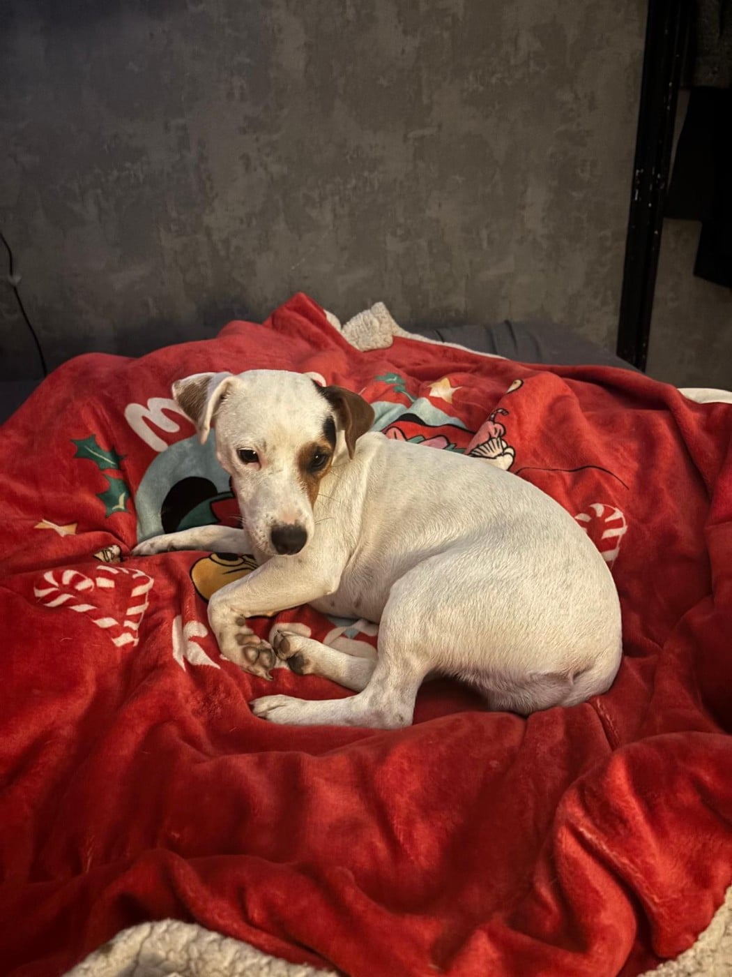 Les Parson Russell Terrier de l'affixe   Du Domaine Des Palleteaux