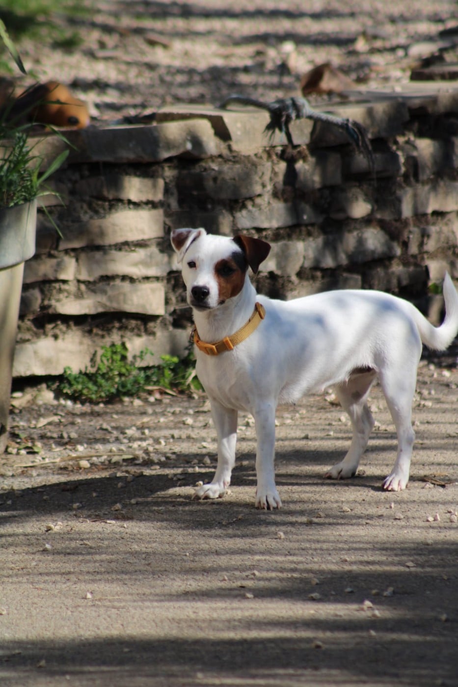Les Parson Russell Terrier de l'affixe   Du Domaine Des Palleteaux
