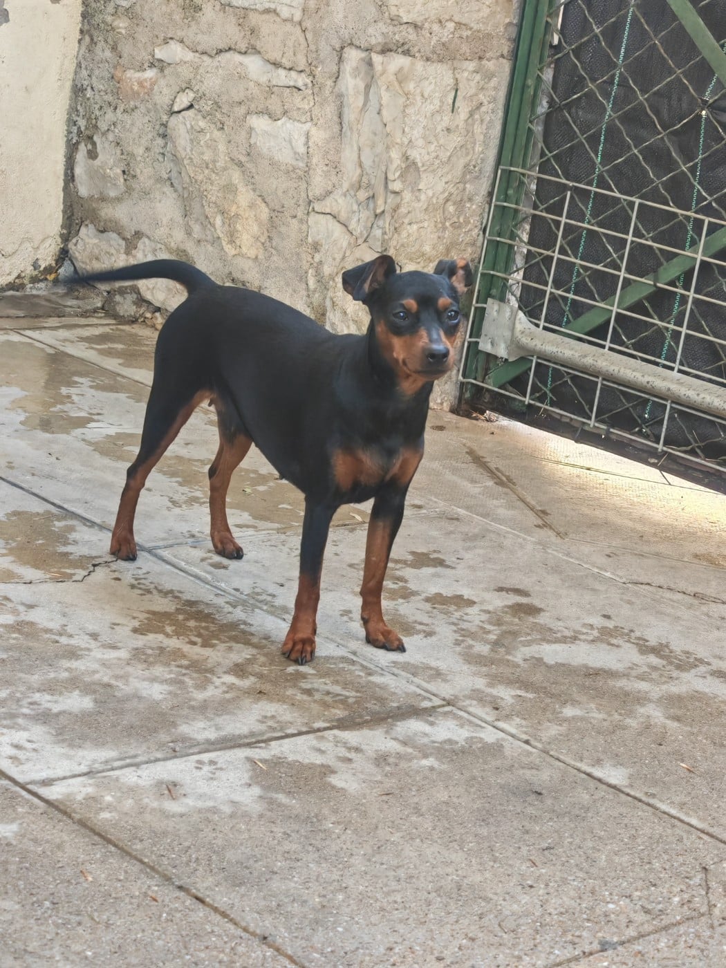 Les Pinscher nain de l'affixe   Angel Killer