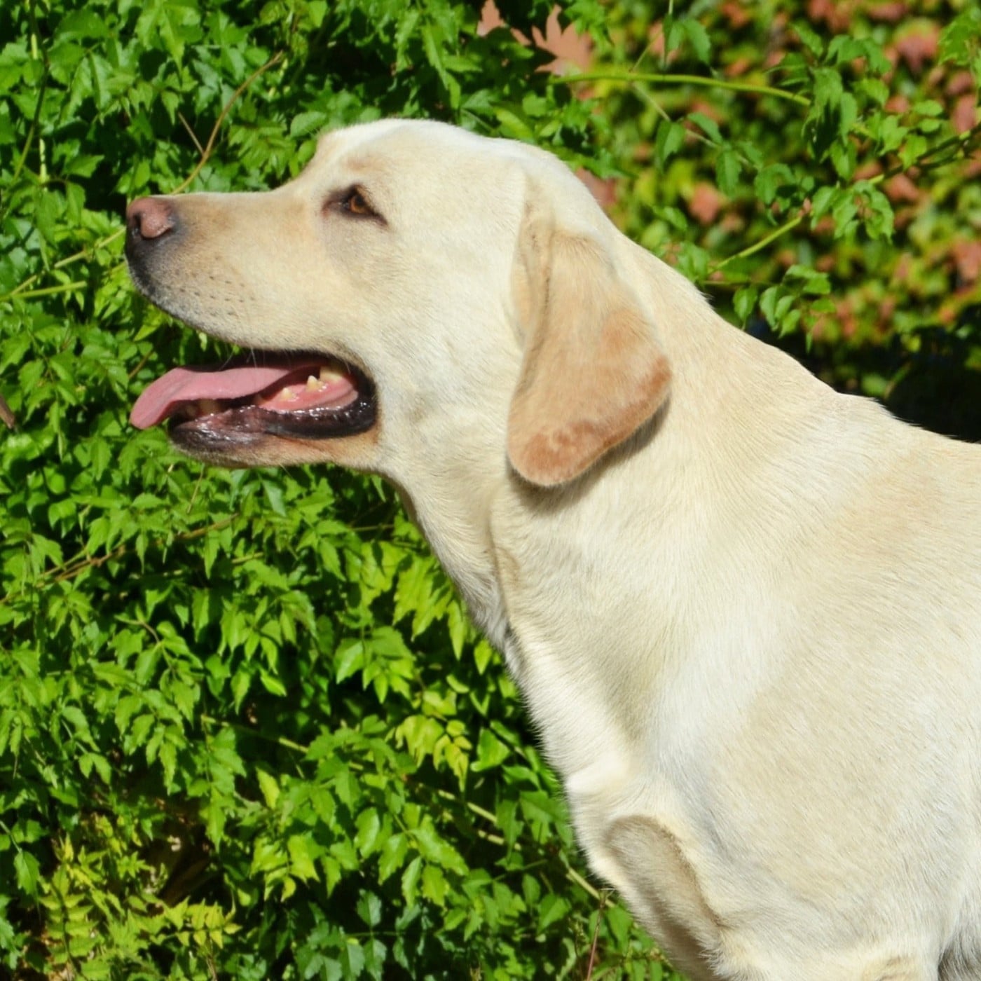 Les Labrador Retriever de l'affixe   du domaine des egeasseaux