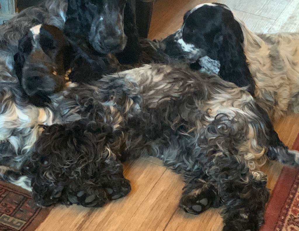 Les Cocker Spaniel Anglais de l'affixe   De stadimasi