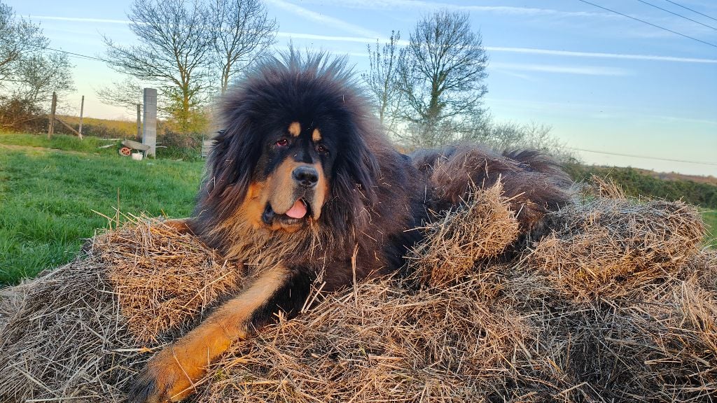 Les Dogue du Tibet de l'affixe   Des Monts Emerveilles