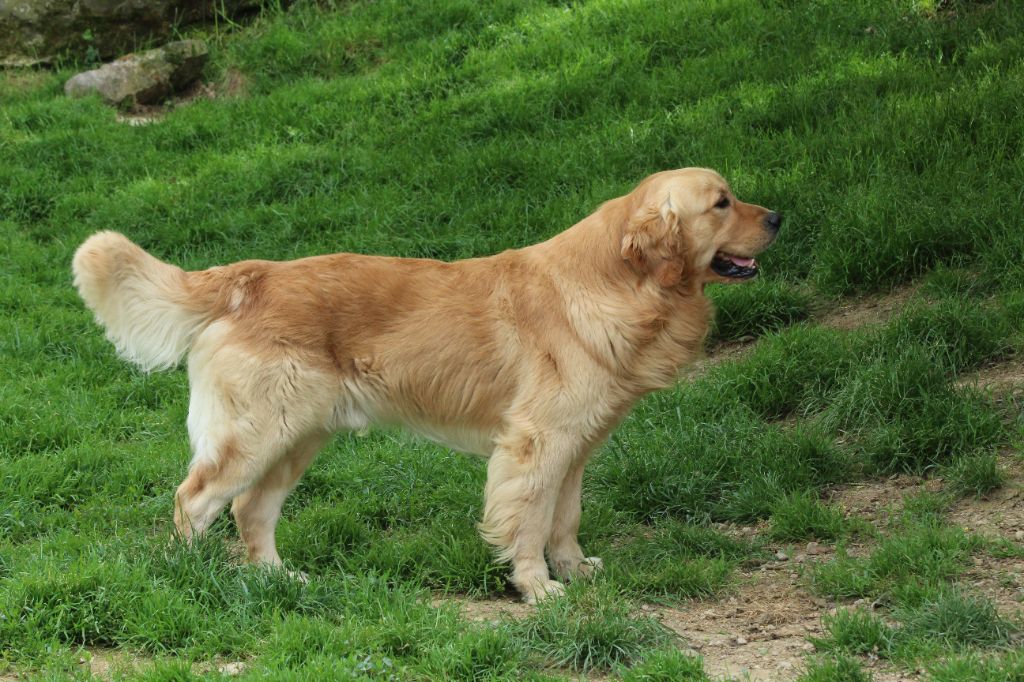 Les Golden Retriever de l'affixe   Du Royaume D'Unik