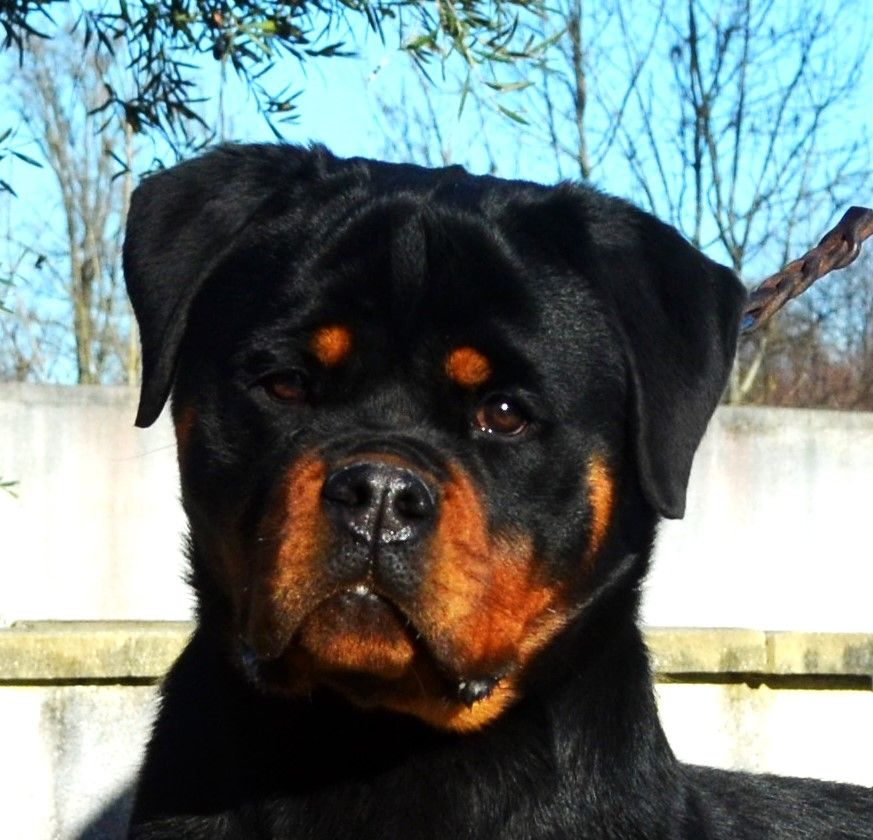 Vanessa Des Gardiens De La Veaussardière