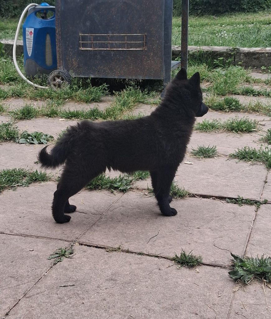 Les Schipperke de l'affixe   Des Regards Brulants