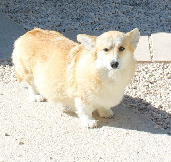 Les Welsh Corgi Pembroke de l'affixe   du vallon des serps