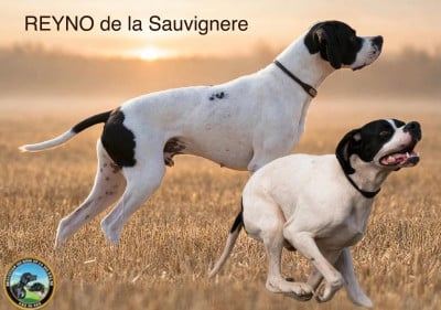 Étalon Pointer - Reyno de la Sauvignere