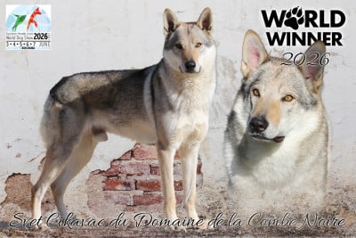 Étalon Chien-loup tchecoslovaque - CH. Svet cikavac De la combe noire