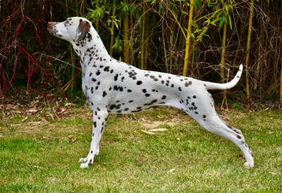 Étalon Dalmatien - Terceira trésor Des Quatre Korrigans