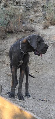 Étalon Dogue allemand - Aska louna de l’outsaïna