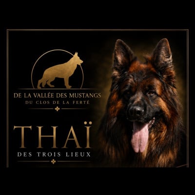Étalon Berger Allemand Poil Long - CH. Thai Des Trois Lieux