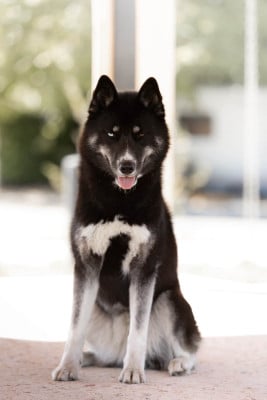 Étalon Siberian Husky - Aurora australis dit astrale Of Umok's Dreams