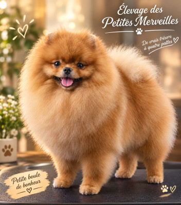 Étalon Spitz allemand - Pom Of The Gang Nina